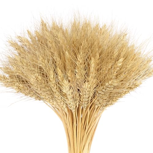 100 tiges de Fleurs séchées, Bouquet d'épis de blé séchés, pour décorer Votre Chambre et Votre Salon (Couleurs primaires)