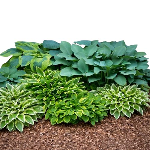 Easy to Grow Hosta Bumper Crop Mix 10 Trimmed Roots - Mixed Varieties Colorful Foliage, Summer Flowers Partial to Full Shade Zones 3-8
