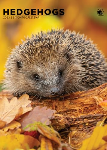 Hedgehogs 2025 - A3 Size Wirobound Calendar