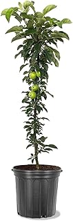Generic Golden Sentinel Columnar Apple Tree, Yellow Apple, 2-3 ft Tall, 5 gal. Nursery Pot