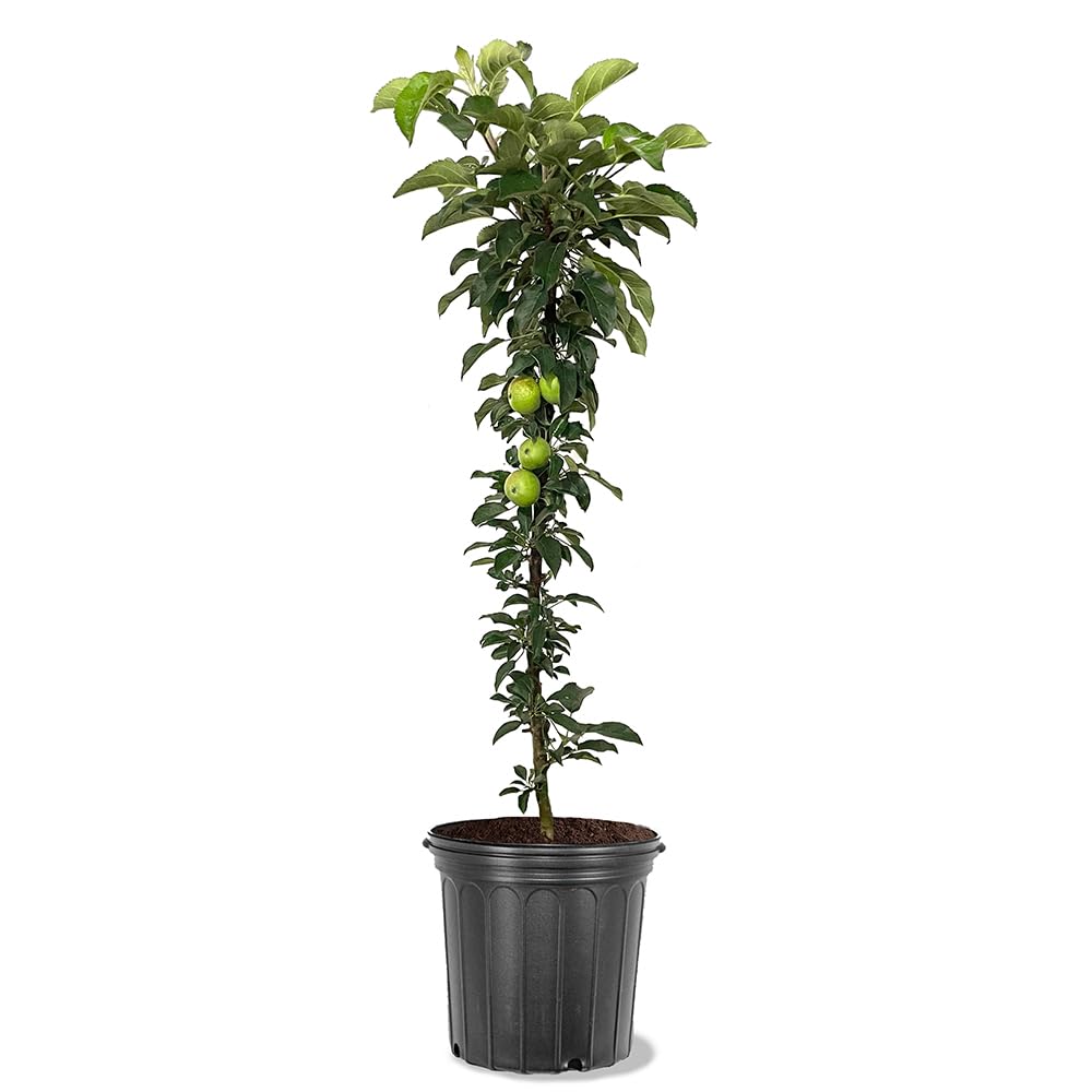 Amazon.com : Generic Golden Sentinel Columnar Apple Tree, Yellow