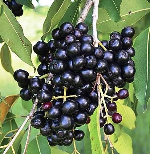 Image of Live Thai Grafted Black Jamun Plant Height 1-2 FT, Java plum Black plum grafted Black Jamun Karuppu jamun kaala jaamun Kala jamuna Fruit tree KALO JAM Grafted Plant with polybag
