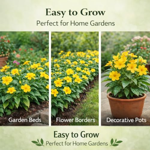 Image of Indian Gardens - Kanakambaram | Aboli | Priyadarsha | Flowering Crossandra | Pagoda Flower | firecracker flower | Live plant with pot (Yellow, 4 inch Black)