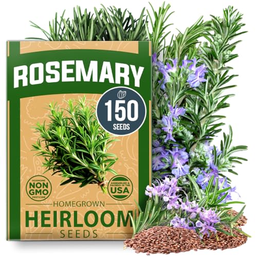Image of HOME GROWN Non GMO Rosemary Seeds Pack - 150 High Germinating Heirloom Herb Seeds for Planting in Indoor or Outdoor Herb Gardens (Salvia rosmarinus)