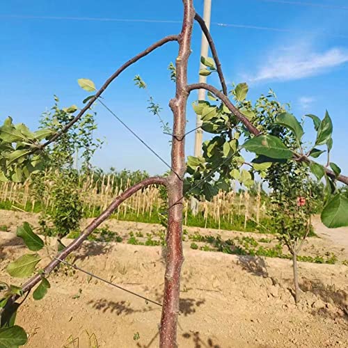 Herramienta para extender ramas de árboles frutales 50 piezas miniatura 4
