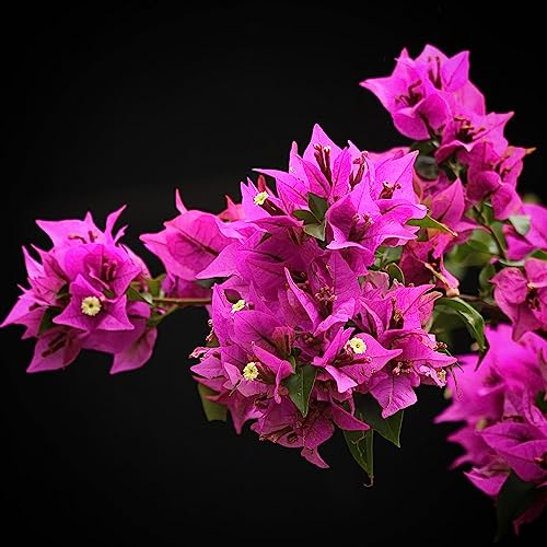 Thai Thema Bougainvillea Flower Plant- Kagoj Ful Thai BaganBilas Flower Plant (PINK (PACK OF 1))