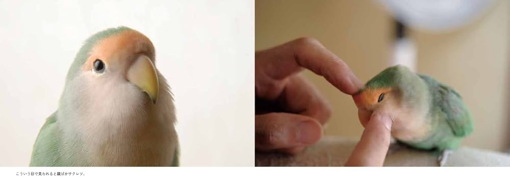 インコのおとちゃん | 村東 剛 |本 | 通販 | Amazon