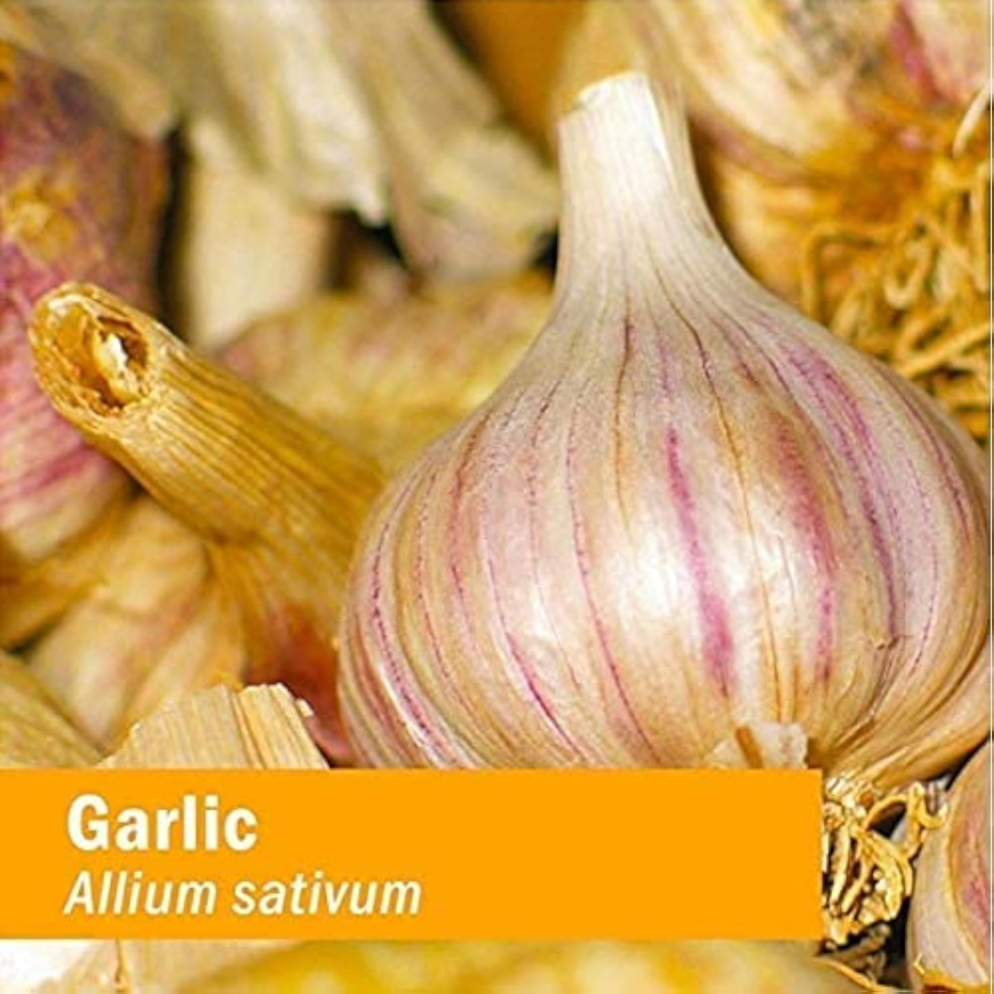 Organic Garlic Extract for Cardiovascular Support - 1 Ounce