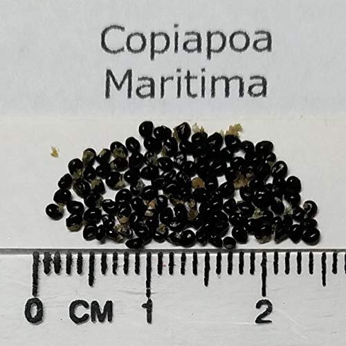 Amazon.co.jp: 【種子】Copiapoa Maritima◇コピアポア・マリテマ