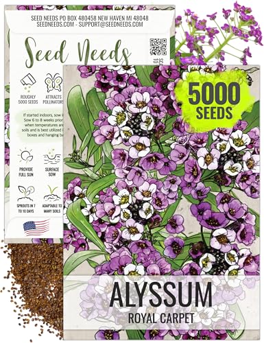 Seed Needs Royal Carpet Alyssum Seeds for Planting - Heirloom & Untreated - Tender Perennial Flowers to Attract Pollinators to Rock Gardens, Pots, Containers & Window Boxes (1 Pack)