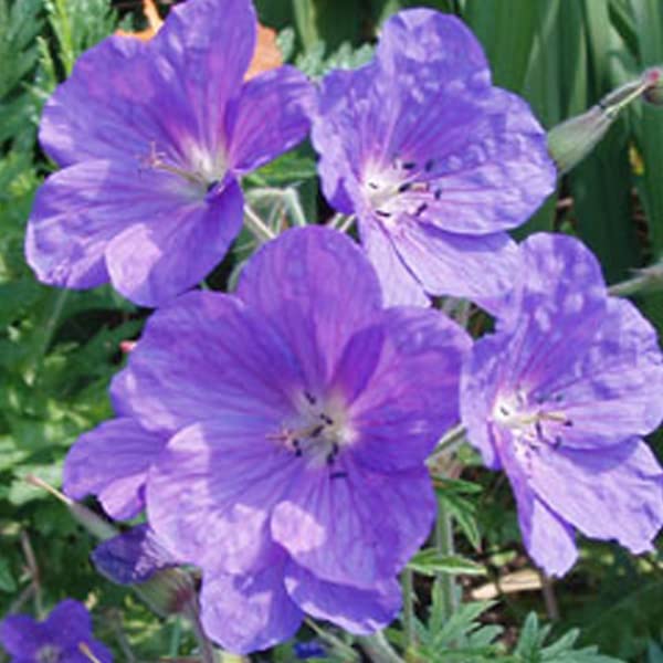 12 unità Geranio Clarkei 'Kashmir Purple' - Perenne Geranio Vaso 9x9cm ±1 m² - Geranio con Fiori Viola Scuro per Giardini