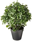 Nearly Natural Peperomia Indoor/Outdoor UV Resistant Plant, 23