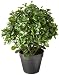 Nearly Natural Peperomia Indoor/Outdoor UV Resistant Plant, 23"