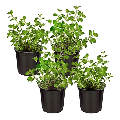 Live Herb - Oregano (4 Per Pack) Aromatic and Health Enhancer Naturally Rich in Antioxidants 8 Tall by 4 Wide in 1 Pint Pot