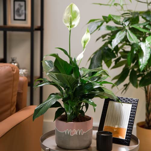 Costa Farms Spathiphyllum, Peace Lily Plant Live Indoor In Premium Decor Planter, Excellent Office Decor, Home Decor, Birthday Gift, Anniversary Gift, Or Housewarming Gift, 15-Inches Tall #TOP30
