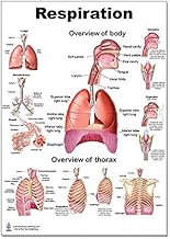 Respiration P Poster, Lung, Size 12" X 17"