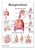 Blue Tree Publishing Respiration P Poster, Lung, Size 12