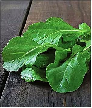 Agrodal Agriculture Horse Seed Local Greenery Vegetables 6000 Seeds Economic Package