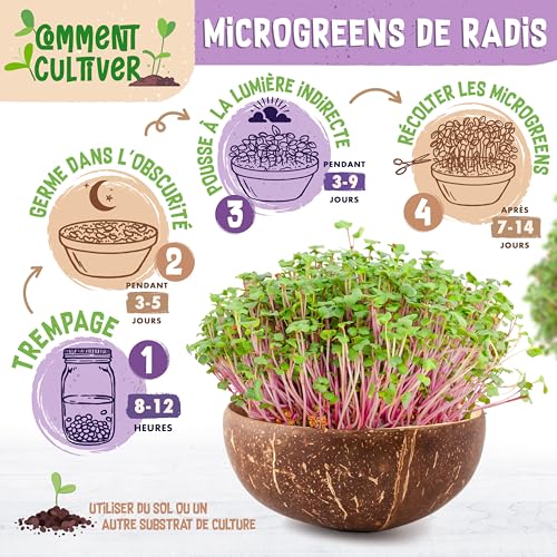 Graines de radis