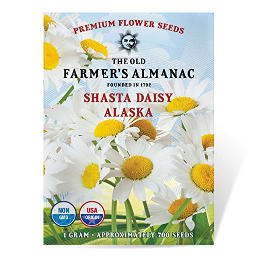 The Old Farmers Almanac Daisy Seeds (Shasta Alaska) - Approx 700 Flower Seeds - Non-GMO Premium Open Pollinated