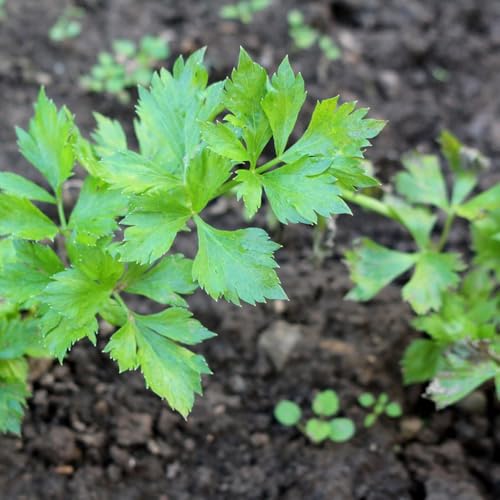 semi di levistico resistente - giardino interno aiuola rialzata, balcone 250pcs