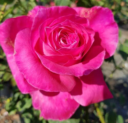 Perfume Delight Hybrid Tea Rose Bush - 1 Bareroot Plant/Bush - Noted for It's Bright Pink Flowers and Spicy Fragrance. - Country Creek LLC