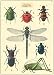Cavallini & Co. Insects Poster Wrapping Paper Sheet