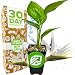 Bird of Paradise - White Giant Strelitzia nicolai flower LIVE PLANT