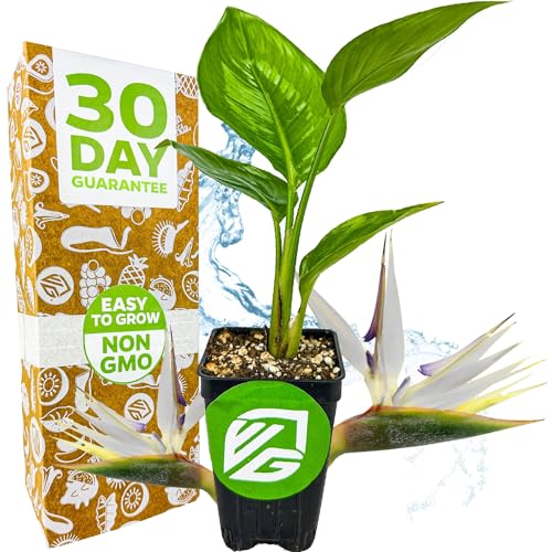 White Bird of Paradise Live Plant - Strelitzia Reginae - Wellspring Gardens - Tropical Flowering Perennial, Exotic Indoor/Outdoor Houseplant, Easy Care, Low Maintenance Starter Plant