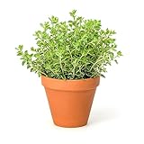 250 piezas de semillas de orégano silvestre - plantas de plantas vegetales, Origanum vulgare, plantas resistentes a base de hierbas para balcón semillas de verduras antiguas semillas de