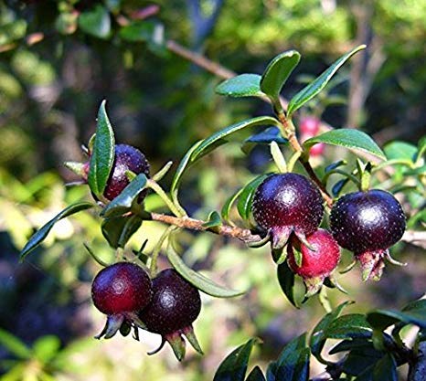 Plant Nursery Online Black Guava, Amrud - Live Plant (B07SMX34VN) Amazon Price History, Amazon Price Tracker