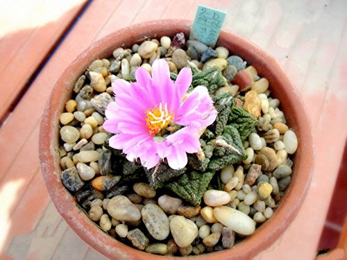 10 Seeds Rare Ariocarpus Fissuratus Exotic Living Stone Rock Cactus Cacti Seed