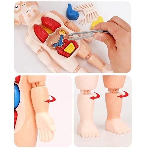 Brinquedo Educacional Corpo Humano Anatomia 3D