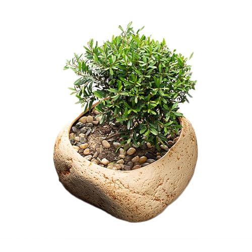    _J  _J @ kAؔA T  X̗t[^XRCOXO[J^cK[f^Aؔ  @  x_rO (X^C2)