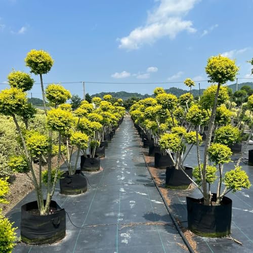 semillas de plantas de cobertura de ligustro arbustos de rápido crecimiento semillas de ligustro bonsái de interior bonsái plantas de otoño resistentes arbustos resistentes perennes 500pcs