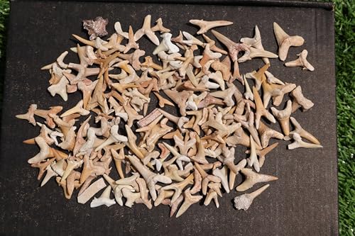 Image of Great Collection of Shark Teeth Fossil Shark Teeth Fossils for Kids Fossils from Morocco A246