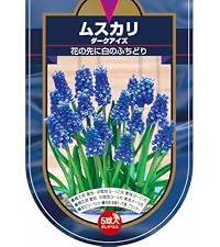 Amazon.co.jp: ITANSE 花球根 ムスカリ オーケリー オーシャン