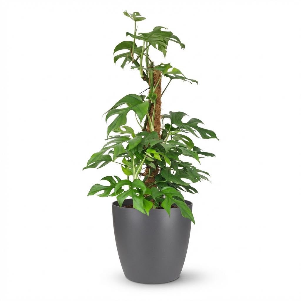Green boutiQ - Zimmerpflanze - Mini-Fensterblatt - Monstera Minima Moosstab - Grün - Pflegeleicht - 1 Pflanze - mit Potter Grau - Topf 19cm - Höhe 90cm