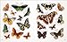 The Bees, Birds & Butterflies Sticker Anthology: With More Than 1,000 Vintage Stickers (DK Sticker Anthology)