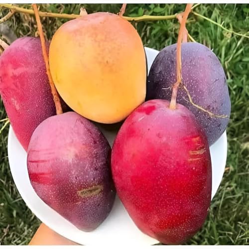 Image of Delicious Testy Grafted Plant Irwin Mango Fruit Tree || For Home Garden fruit tree plant outdoor indoor plant