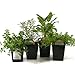 Organic Gourmet Herb Collection Thyme, Oregano, Rosemary, Sage 4 Live Plants Herb Kits Organic Grown Herbs Fresh Herbs Culinary Herb Assortment Container Gardening