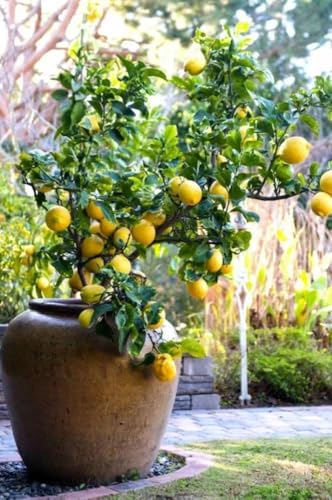 Image of Hybrid All-Season Kagzi Lemon Tree Live Plant | Year-Round Fruit-Bearing Lemon Plant | High-Yield Citrus Tree for Home Garden | Fresh Nimboo Plant for Outdoor Planting (pack of 1 healthy plant)