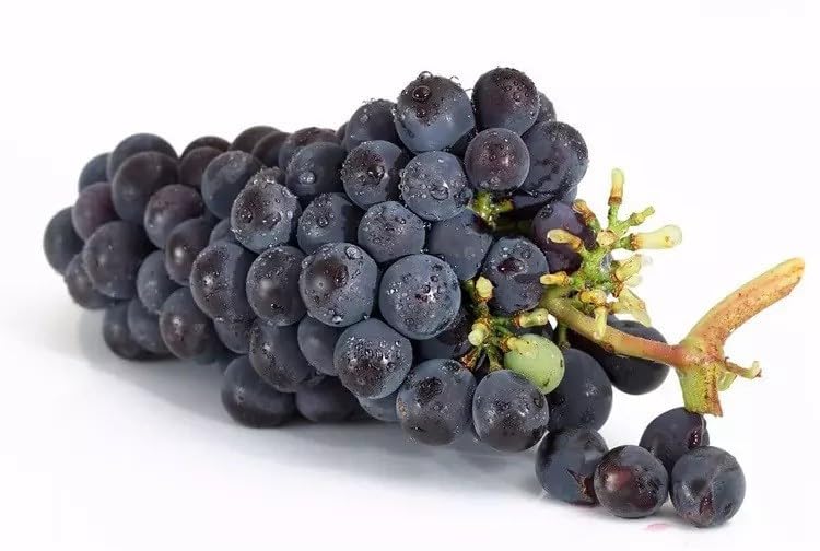 Willvine Black Globe Grape Extra Super Sweet-GBPUT-55E