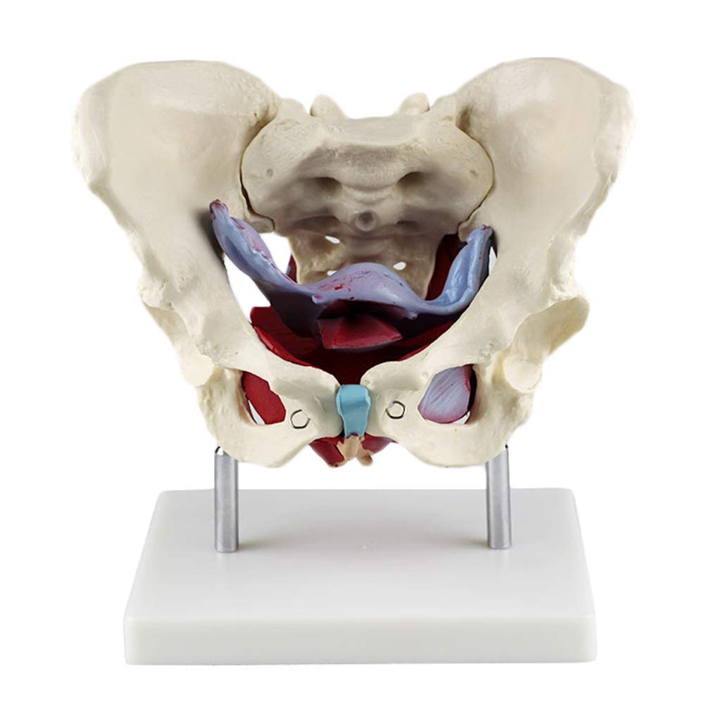 Buy DBSCD Anatomical Female Pelvis Model Life Size Pelvic Floor Muscle Model Pelvic Structure