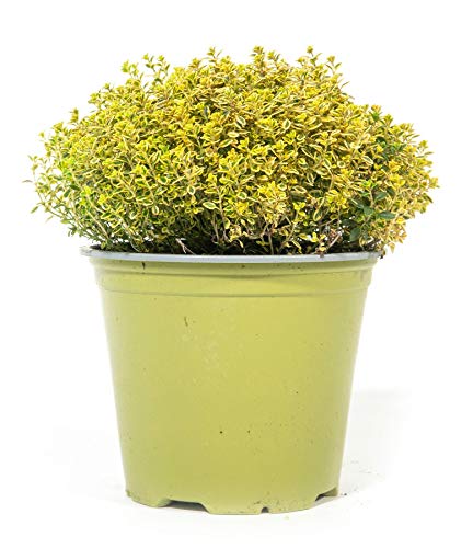 mgc24 Gelber Zitronenthymian, echte frische Kräuter Pflanzen im 14cm Topf, Thymus Anderson Gold,...