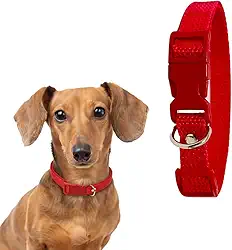 Coleira para Cachorro com Regulagem e Ajustável (VERMELHO, P)