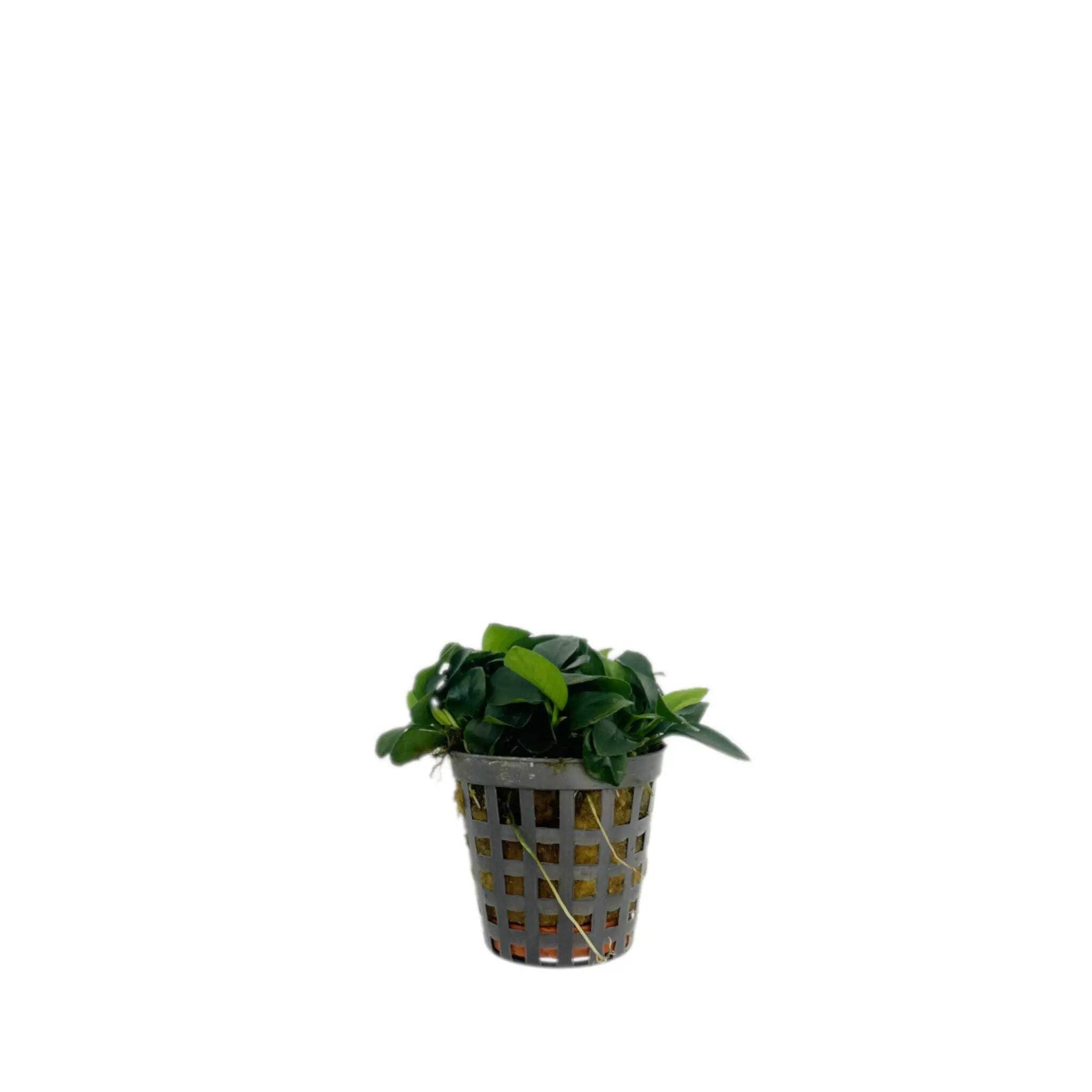 Anubias Nana Bonzai
