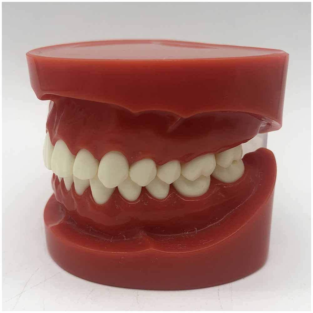 Model Do Nauki Higieny Jamy Ustnej Dla Dentystów, Model Do Nauki Zębów Dentystycznych, Standardowy Model Zębów Do Nauki Edukacyjnej, Demonstracja Praktyki Naucz