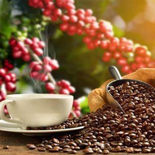 Café ARTABRIA 5.0 sobres listos para tomar café de calidad sin cafetera 7