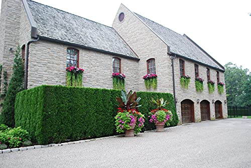 Thuja Emerald Green Arborvitae | 60 Live Trees | Evergreen Privacy Hedge Plants #TOP4